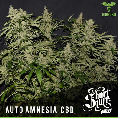 Short Stuff - Auto Amnesia CBD